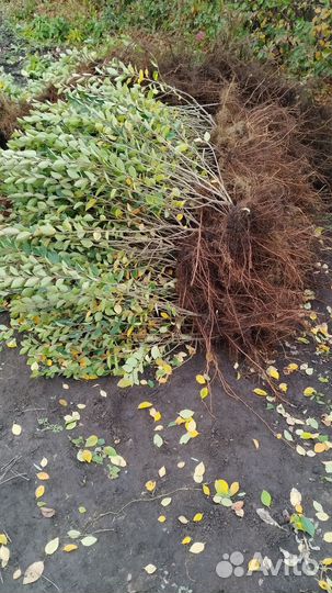 Кизильник,живая изгородь