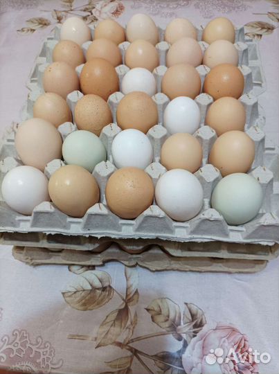 Домашние куриные яйца