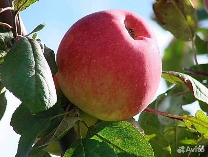 Саженцы яблони Уэлси