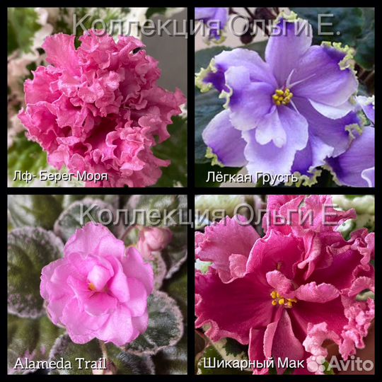 Фиалка в горшках