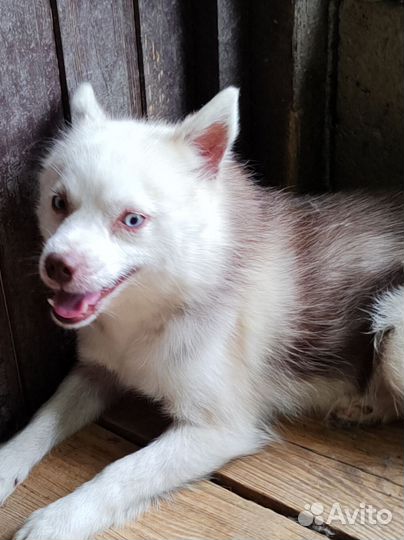 Мальчик помски