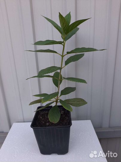 Гортензия сандей фрайз