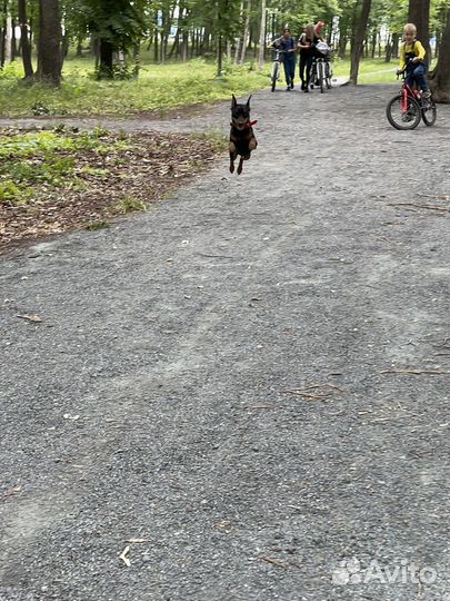 Цвергпинчер