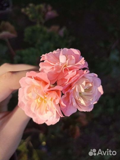 Ириол Акира пеларгония