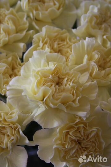 Гвоздика оптом