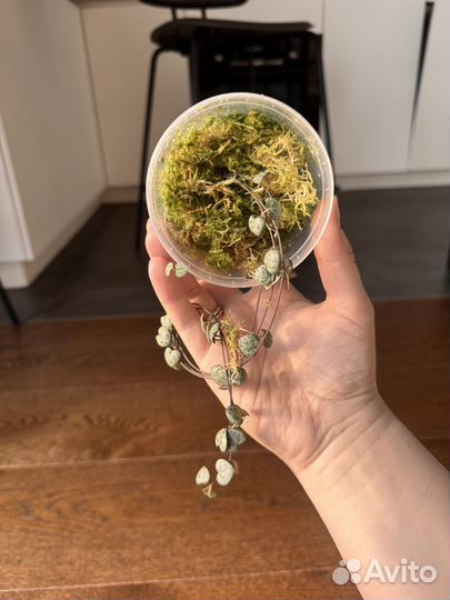 Церопегия Вуда