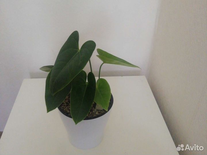 Антуриумы разные