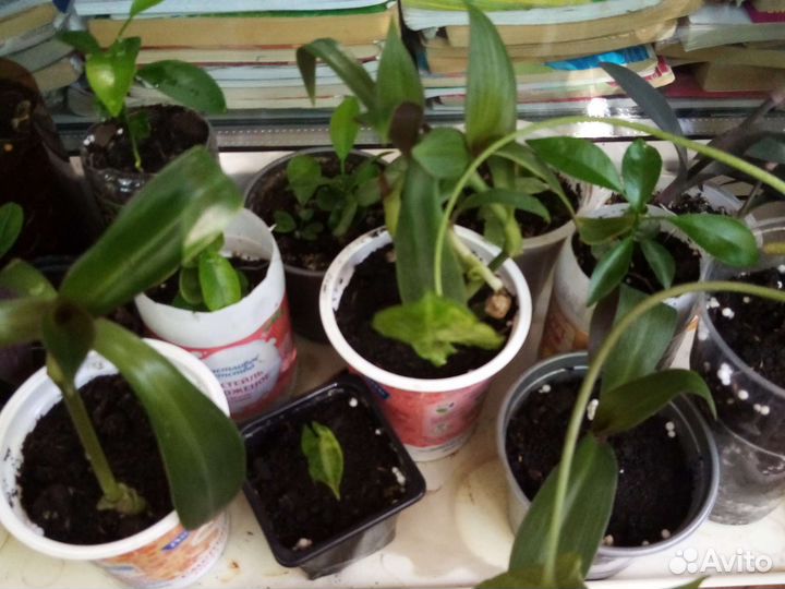 Комнатные цветы