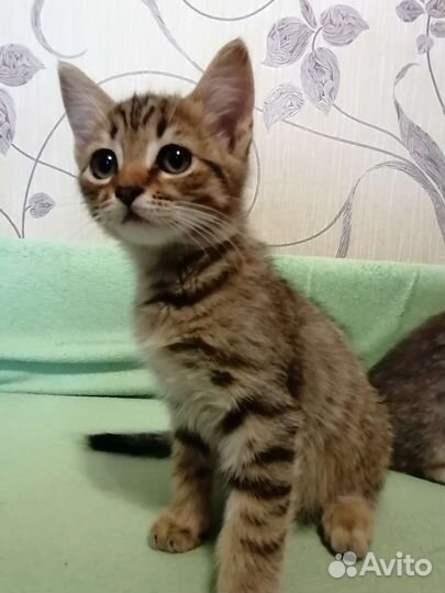Отдам котика в добрые руки