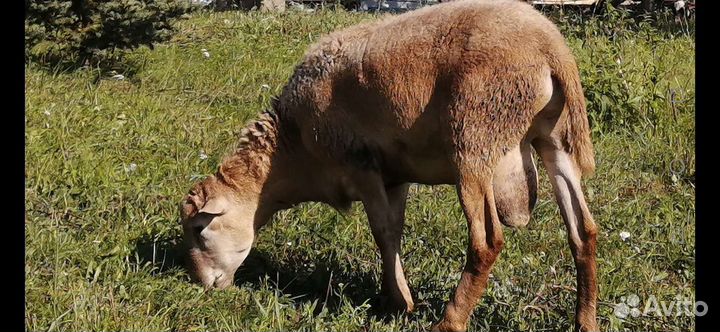 Овцы бараны