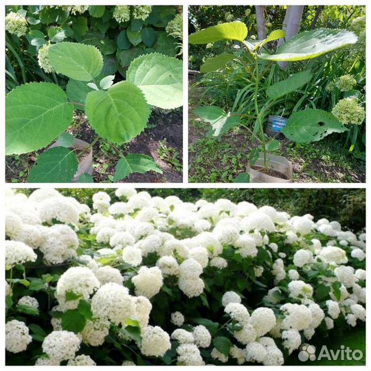Гортензия саженец анабелль
