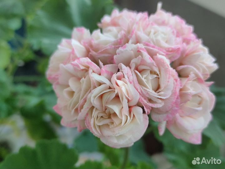 Пеларгония герань