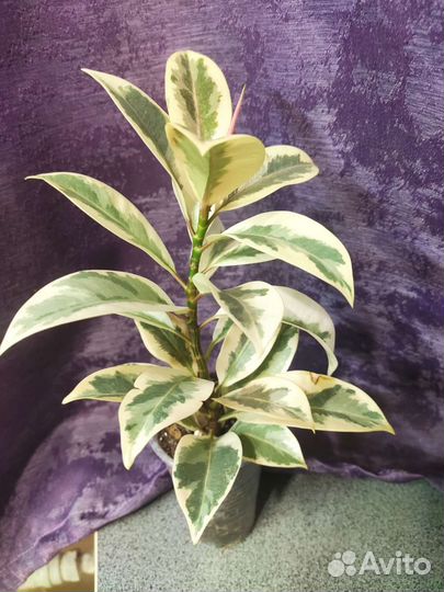 Фикус мелани вариегатный