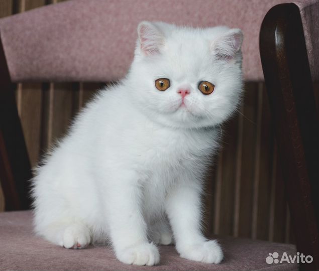 Малышка Лоя, 3 месяца