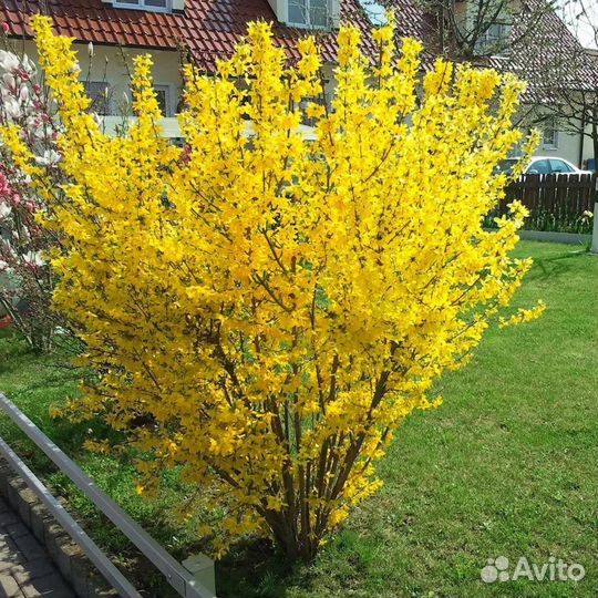 Форзиция саженцы