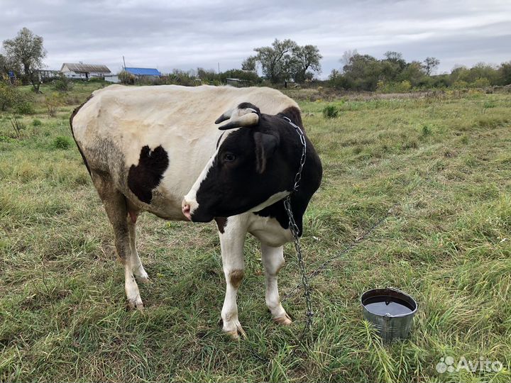 Корова дойная