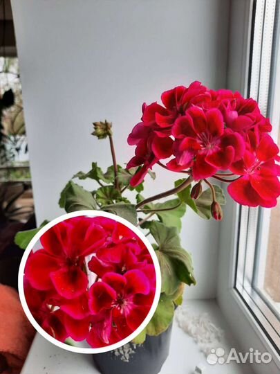 Пеларгония герань