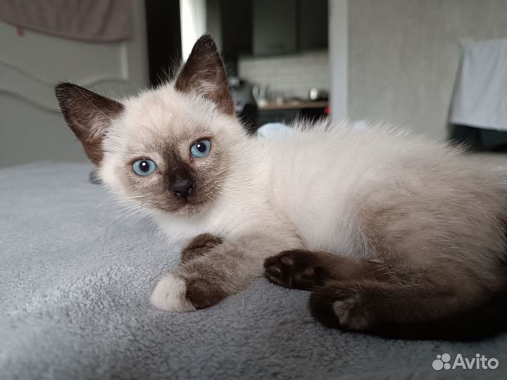 Котёнок девочка