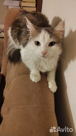 Добрая кошка