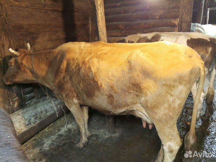 Корова на мясо