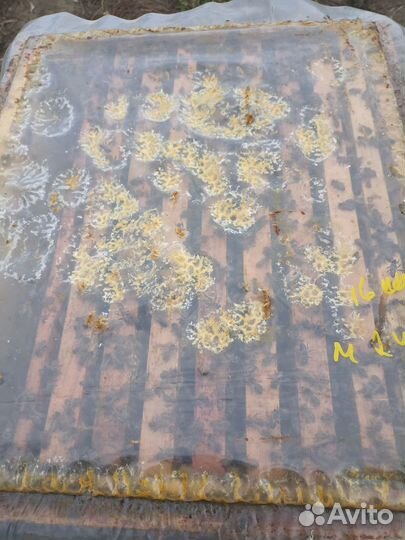 Пчелопакеты