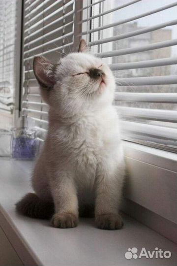 Жалюзи на пластиковые