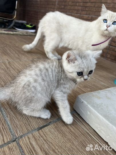 Британская