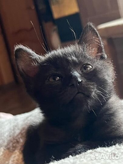 Чёрные котята (2,5 месяца)