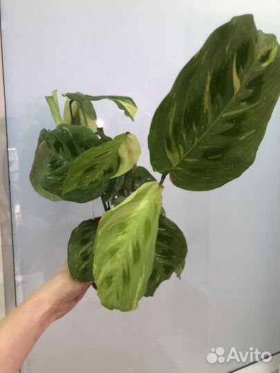 Маранта бьюти ким