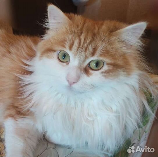 Кошки в добрые руки