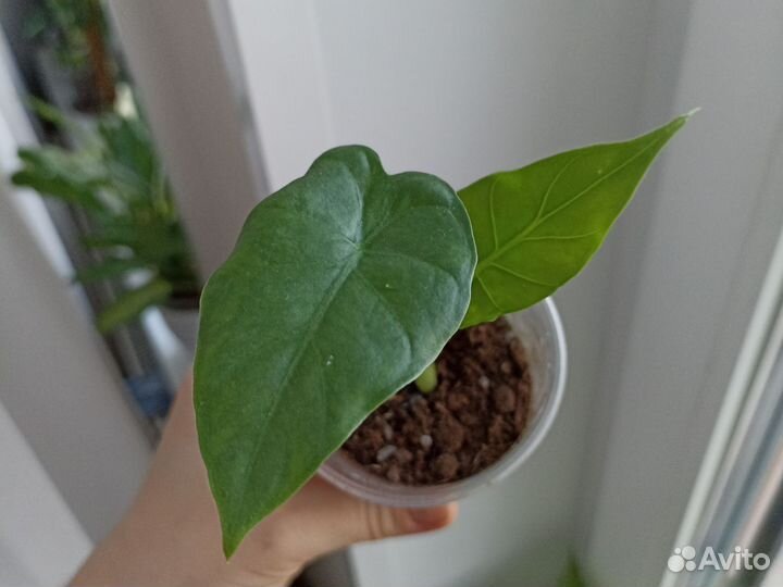 Разные комнатные растения