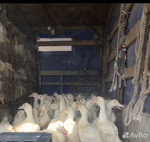 Утки, муларды