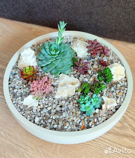 Флорариум Суккуленты