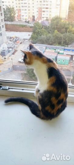 Кошка в дар