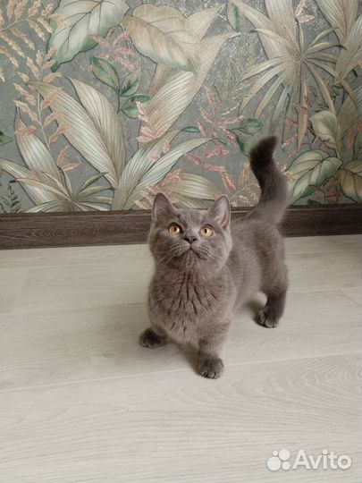 Эксклюзивные малыши