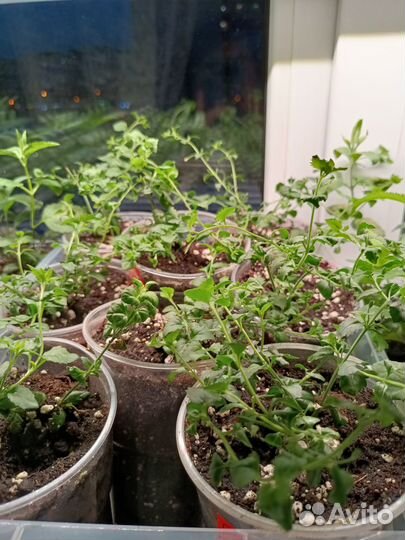 Рассада цветов