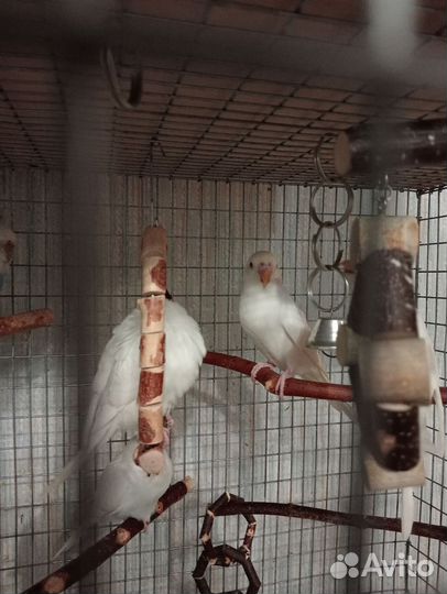 Волнистые попугаи. Альбиносы