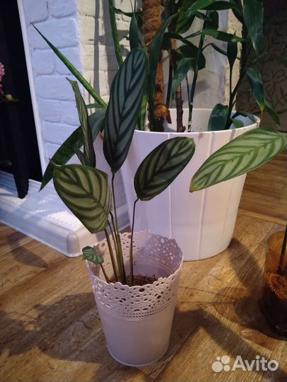 Калатея Ктенанта Сентоза