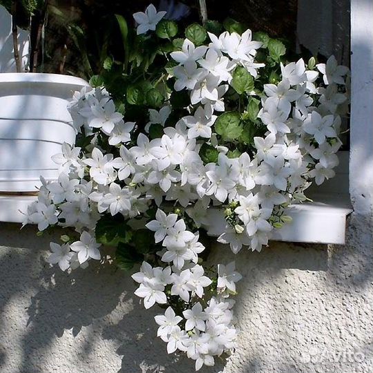 Жених и невеста, кампанула, комнатные растения