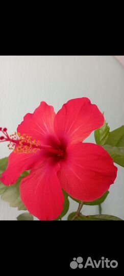 Гибискус