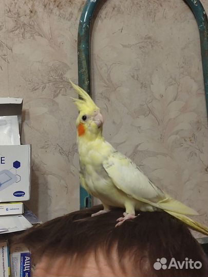 Кореллы птенцы выкормыши