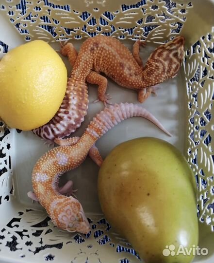 Передержка животных