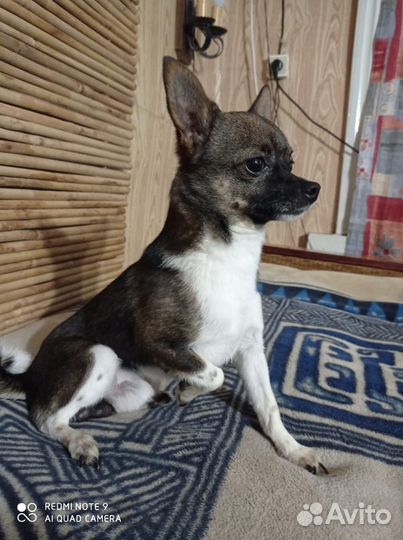 Вязка кобель чихуахуа