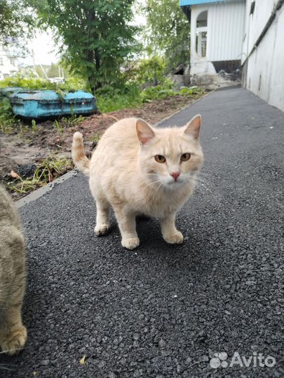 Котик подросток