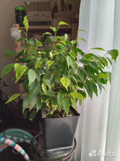 Комнатные растения