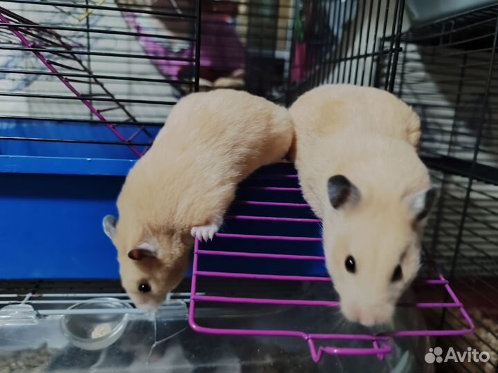 Сирийские хомячки. Самочки