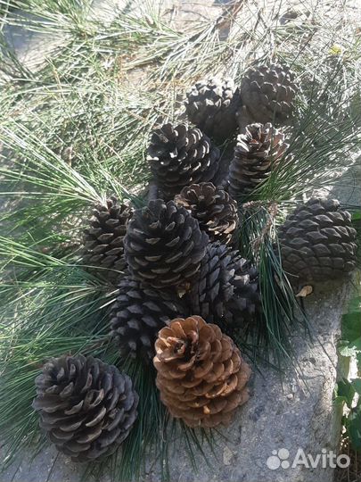 Набор из шишек