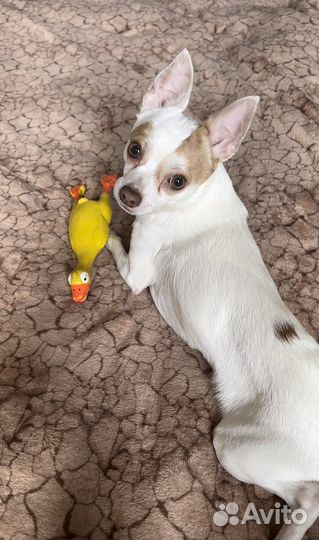 Выгул и передержка ул. Фестивальная, Речной вокзал