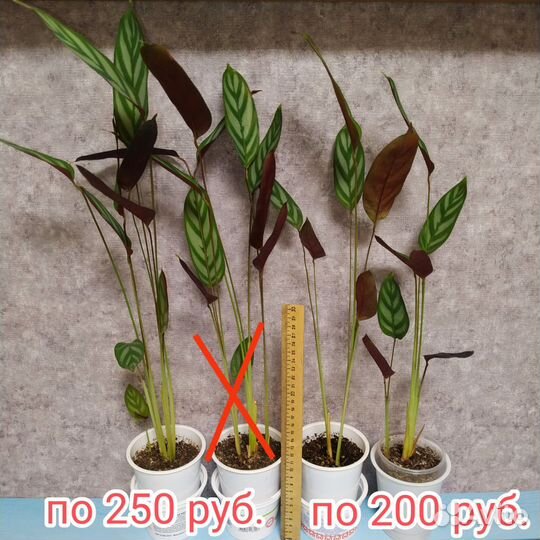 Ктенанта - Оппенгейма