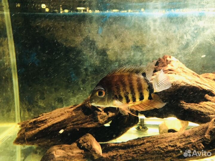 Цихлазома северум красноплечий